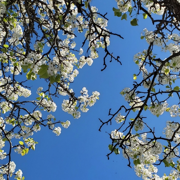 Meet your Posher, Elaine - Picture 6 of 8